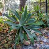 Siamo infatti immersi nel verde, tra agave...